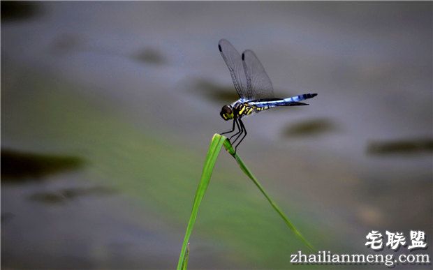 小暑节气谚语大全 句句是真理啊! 小暑节气谚语大全 句句是真理啊!