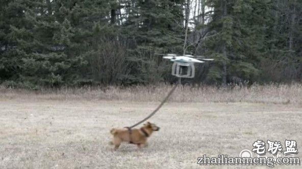 装逼男用无人机遛狗 不料无人机失灵带着狗飞上天！