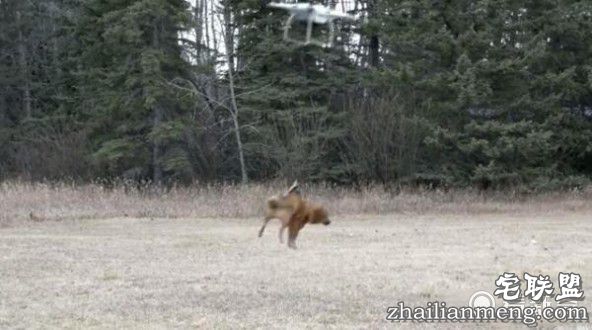 装逼男用无人机遛狗 不料无人机失灵带着狗飞上天！