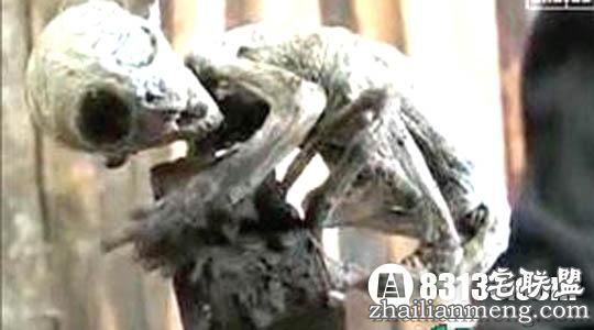 揭开关于墨西哥外星人宝宝之谜! 揭开关于墨西哥外星人宝宝之谜!