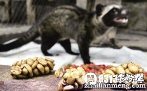 猫屎咖啡的由来 真是用猫屎做的吗? 猫屎咖啡的由来 真是用猫屎做的吗?