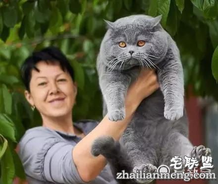 一头长得好像猫的猪，最后那张......