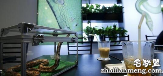 日本重口味咖啡屋,可以边喝饮料边赏蛇,现场顾客是这个反应!