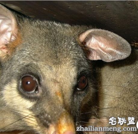 全球上最大的老鼠身高1.1米堪比3岁儿童 猫都害怕的老鼠 全球上最大的老鼠身高1.1米堪比3岁儿童 猫都害怕的老鼠