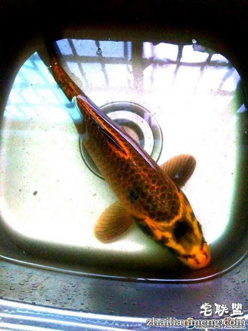 湖南发现人面鲤鱼 与人的五官十分相似"嘴巴""鼻子"清晰可见 湖南发现人面鲤鱼 与人的五官十分相似"嘴巴""鼻子"清晰可见