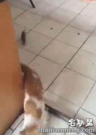 成都小猫被老鼠追着跑 网友大呼“猫界耻辱” 成都小猫被老鼠追着跑 网友大呼“猫界耻辱”