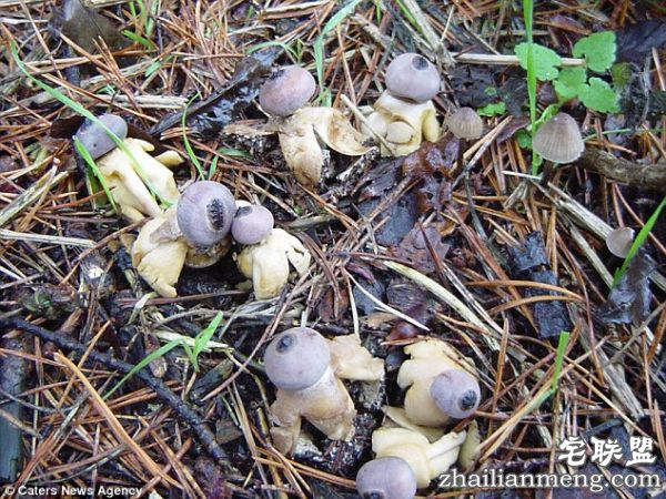 英国现“人形”蘑菇长着头和四肢 已被认定为新品种 英国现“人形”蘑菇长着头和四肢 已被认定为新品种