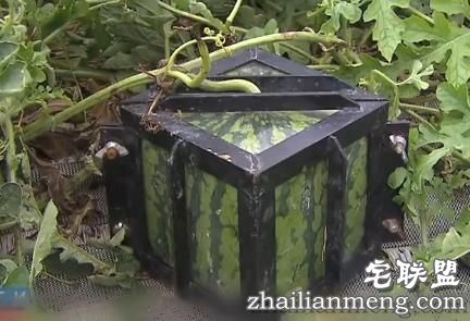 日本十大最奇葩的奇怪发明,看到第四个就给跪了!