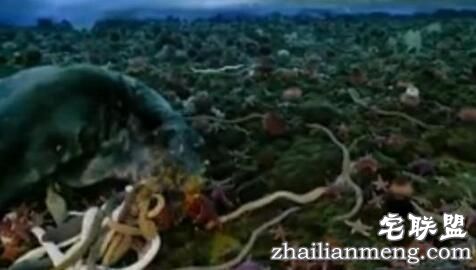 南极巨虫竟长达3米 众多网友目瞪口呆 南极巨虫竟长达3米 众多网友目瞪口呆