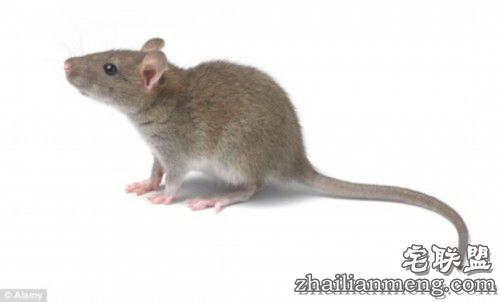 越南民俗:偏爱老鼠肉 网友:口味太重受不了了 越南民俗:偏爱老鼠肉 网友:口味太重受不了了