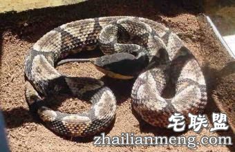 曾被五步蛇咬过的蛇王小伙竟养3万条蛇 蛇是否属肉食性动物? 曾被五步蛇咬过的蛇王小伙竟养3万条蛇 蛇是否属肉食性动物?