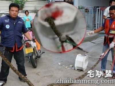 男子上厕所被一条大蟒蛇紧紧咬住了下体 惨叫声不断! 男子上厕所被一条大蟒蛇紧紧咬住了下体 惨叫声不断!