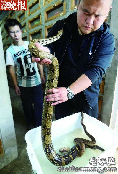 曾被五步蛇咬过的蛇王小伙竟养3万条蛇  蛇是否属肉食性动物？