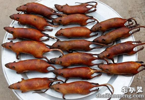 越南民俗:偏爱老鼠肉 网友:口味太重受不了了 越南民俗:偏爱老鼠肉 网友:口味太重受不了了