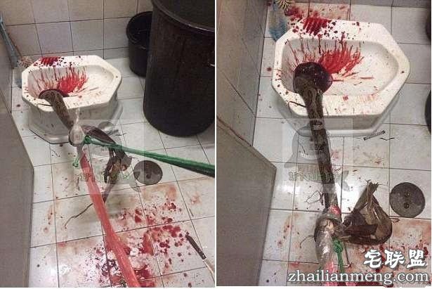 男子上厕所被一条大蟒蛇紧紧咬住了下体 惨叫声不断! 男子上厕所被一条大蟒蛇紧紧咬住了下体 惨叫声不断!