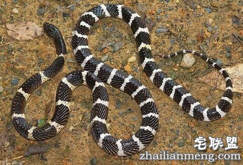 曾被五步蛇咬过的蛇王小伙竟养3万条蛇 蛇是否属肉食性动物? 曾被五步蛇咬过的蛇王小伙竟养3万条蛇 蛇是否属肉食性动物?