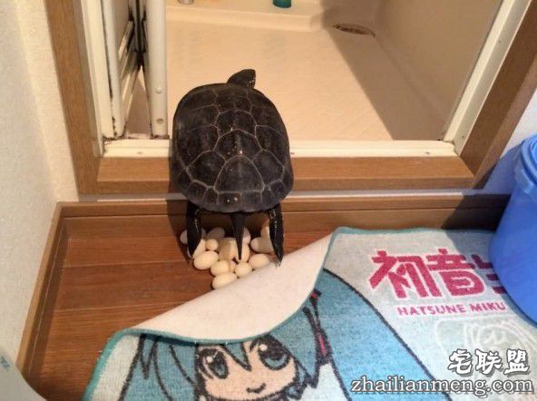 乌龟蛋好吃么？乌龟每年产十几颗蛋给主人煎了吃