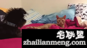 精选gif图:好阴险呀!这种行为会被鄙视的!