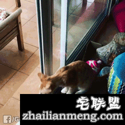 精选gif图:好阴险呀!这种行为会被鄙视的!