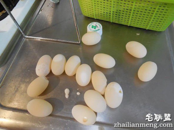 乌龟蛋好吃么？乌龟每年产十几颗蛋给主人煎了吃