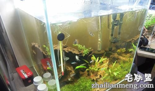 现在大学宿舍流行男生种黄瓜女生种西瓜