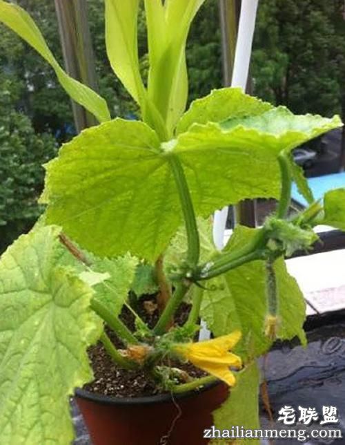 现在大学宿舍流行男生种黄瓜女生种西瓜