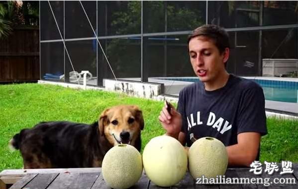 好好的香瓜不吃居然要倒入液态铝?然而剖开后才明白他的用心良苦