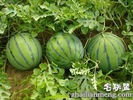 不知道这些,你好意思自称“吃瓜群众”吗?