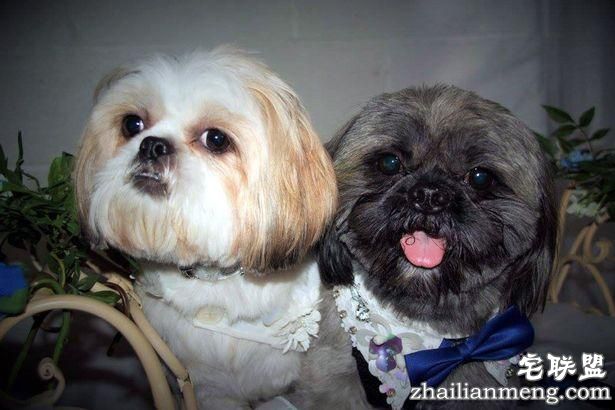 英国女子花1.7万元为狗办婚礼