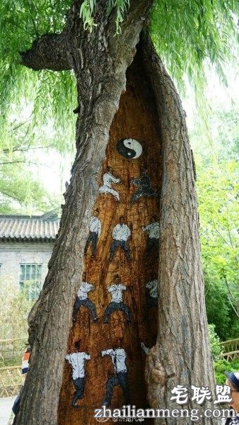 树洞惊现武功秘籍