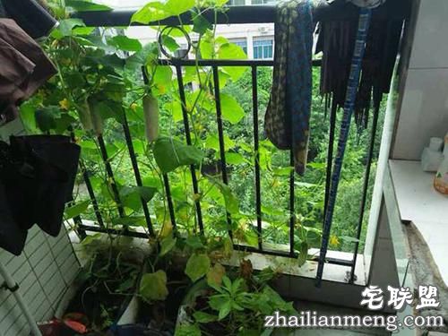 现在大学宿舍流行男生种黄瓜女生种西瓜