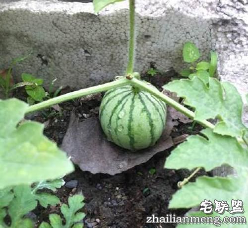 现在大学宿舍流行男生种黄瓜女生种西瓜