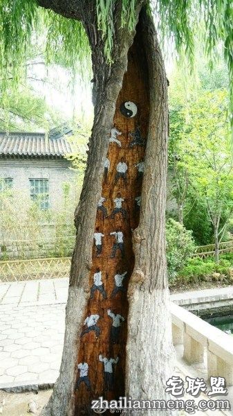 树洞惊现武功秘籍