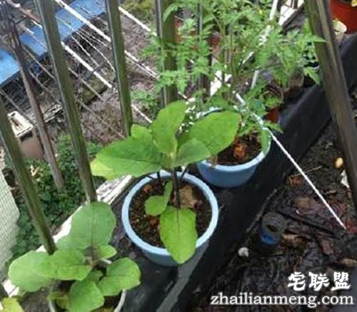 现在大学宿舍流行男生种黄瓜女生种西瓜