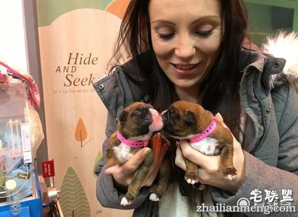 英国一对夫妇花费68万克隆已经去世爱犬