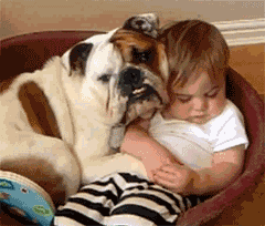 对于汪星人来说,能睡觉的地方就都是床!