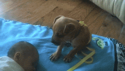 对于汪星人来说,能睡觉的地方就都是床!