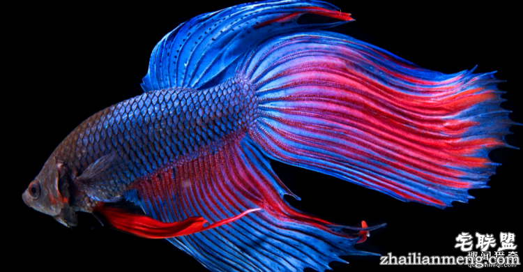 世界上最多彩的动物,看到最后的毛毛虫我炸了