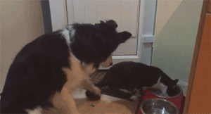 汪星人在猫咪面前怂出新高度,被抢了狗盆竟然...