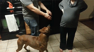 狗狗这十种暴力示爱方式,哪种让你最感动?