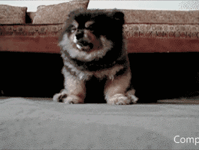 对于汪星人来说,能睡觉的地方就都是床!