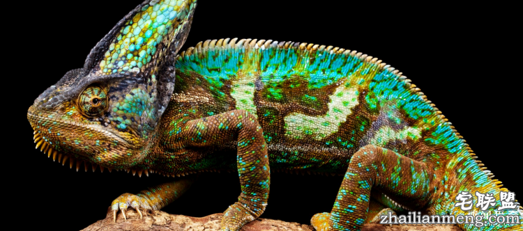 世界上最多彩的动物,看到最后的毛毛虫我炸了