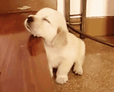 对于汪星人来说,能睡觉的地方就都是床!