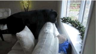 狗狗这十种暴力示爱方式,哪种让你最感动?