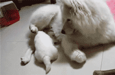 同时养好几只狗狗是一种怎样的体验?你太天真了