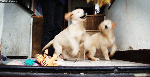 同时养好几只狗狗是一种怎样的体验?你太天真了