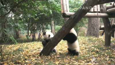 关于熊猫爬树的搞笑gif<a href=/neihan/dongtaitupian/ target=_blank class=infotextkey>动态图片</a>