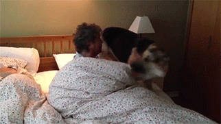 狗狗这十种暴力示爱方式,哪种让你最感动?