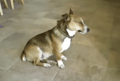 对于汪星人来说,能睡觉的地方就都是床!