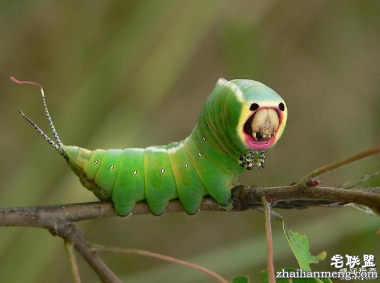 世界上最多彩的动物,看到最后的毛毛虫我炸了